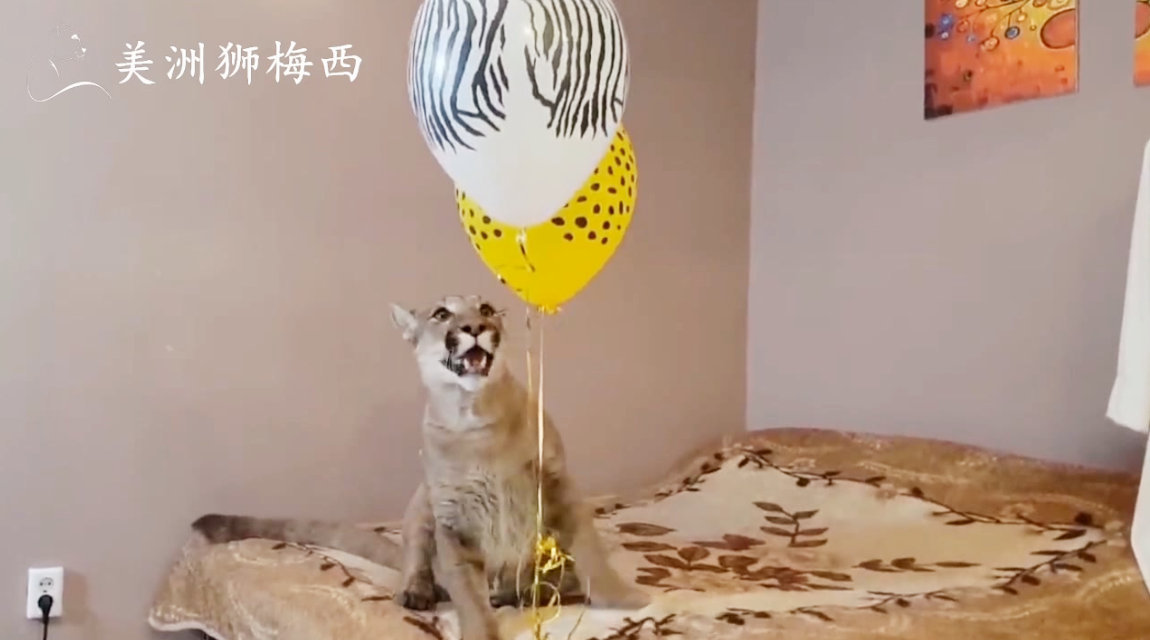 美洲狮梅西第一次看见气球...